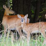 article image - 0726 Fawns